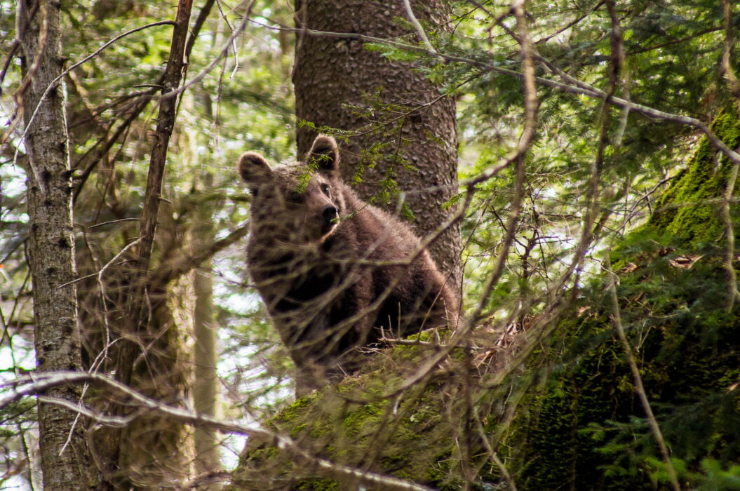 opazovanje medveda / OSSERVAZIONE DELL’ORSO