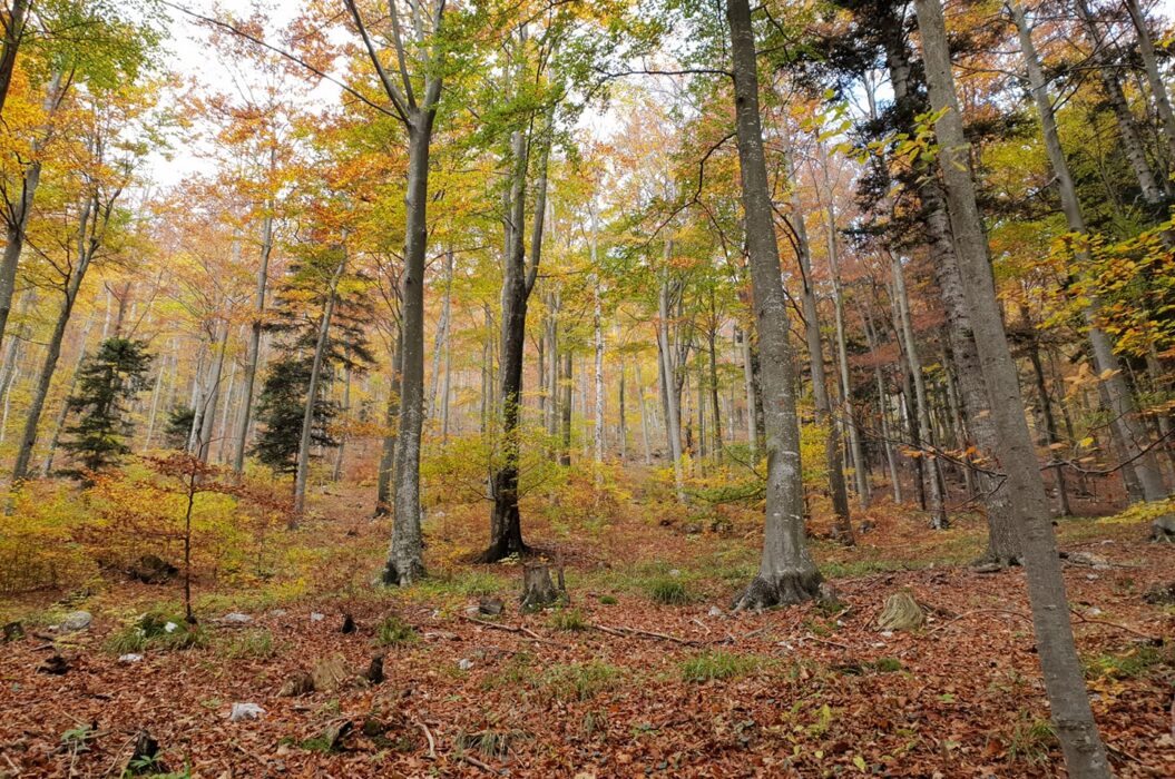 Gozdni treking - Forest adventures