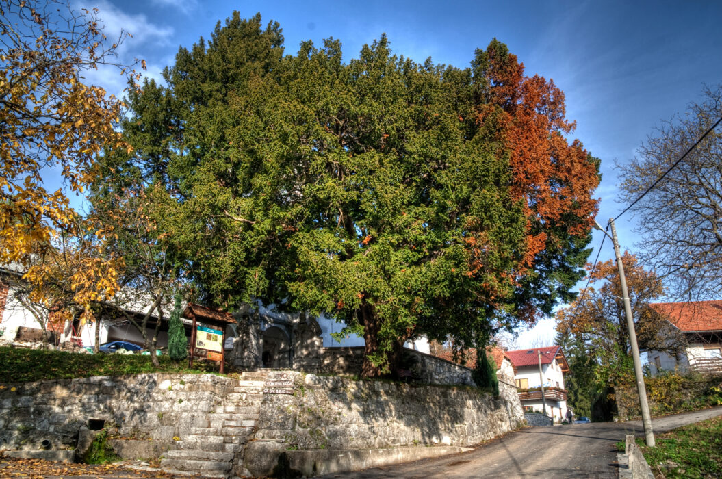 Tisa v Stranah. Foto: Tomaž Penko