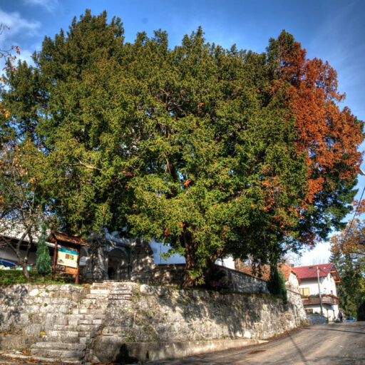 Tisa v Stranah. Foto: Tomaž Penko