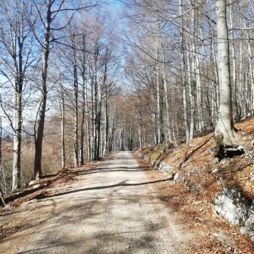 Kolesarska pot Veliki Javornik