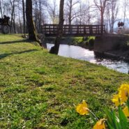 The Pivka River flows gently beneath a wooden bridge, bordered by grassy riverbanks and trees. Bright yellow daffodils bloom in the foreground, bringing vibrant spring colours to the landscape.