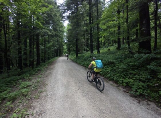 Cyclists riding along a wide forest road surrounded by lush green woodland on both sides.