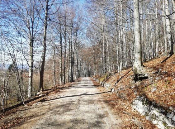 A gravel forest road lined with leafless trees.