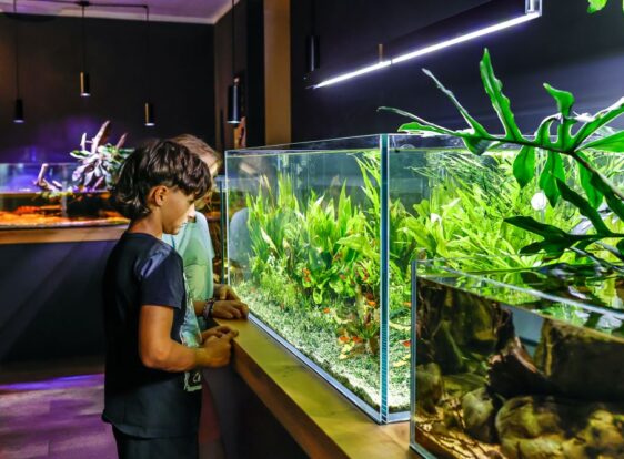 The photograph shows children discovering tropical animal and plant species at one of the aquariums inside Neotropica.