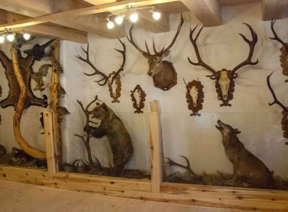 Trophies of various animals in an exhibition.