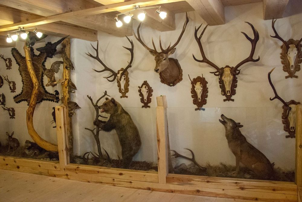 Trophies of various animals in an exhibition.