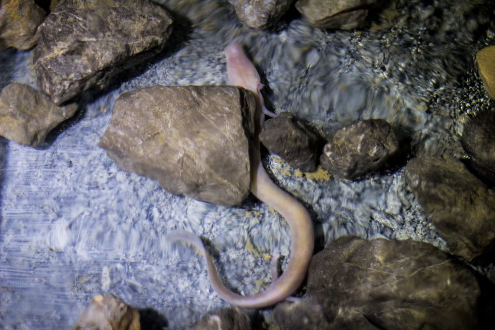 Človeška ribica ujeta v svojem naravnem habitatu, V vodi med kamenjem išče svoj prostor.
