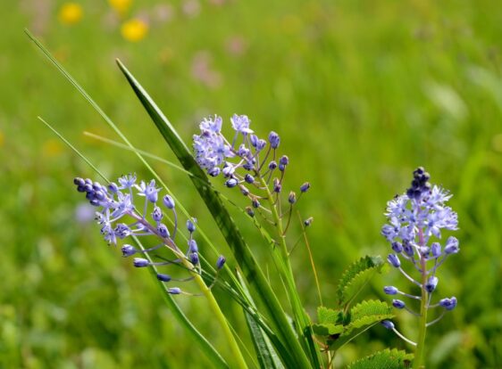 The photograph shows purple wildflowers blooming in a meadow along the Scilk's Educational Trail in Planina.