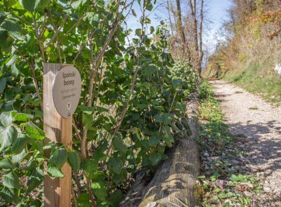 A section of the nature trail on Sovič, where Spanish lilac grows beside the gravel path surrounded by woodland.