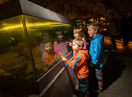 The photograph captures children's wonder and excitement as they discover the little "cave dragons"—the iconic olms—gliding gracefully through their aquarium.