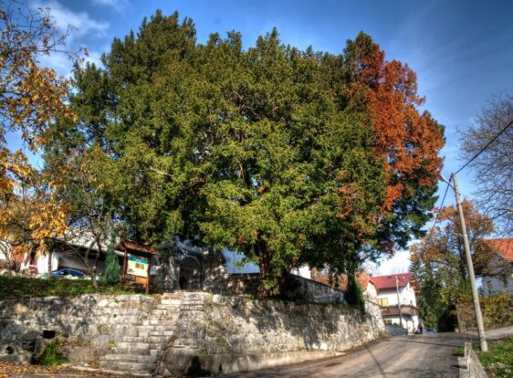 The photograph shows the ancient yew tree in Strane, a magnificent tree with a dense canopy standing beside a stone wall and a flight of steps in the heart of the village. Traditional houses and the village road frame this remarkable natural landmark.